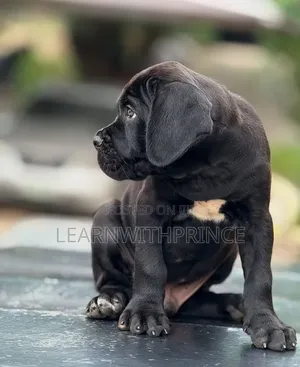1-3 months Female Purebred Cane Corso