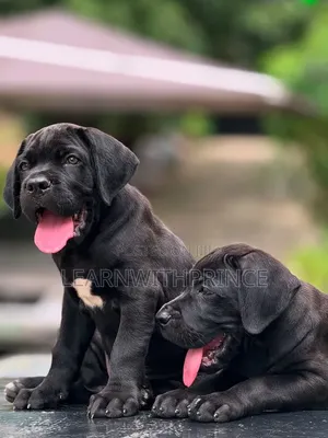 1-3 months Female Purebred Cane Corso