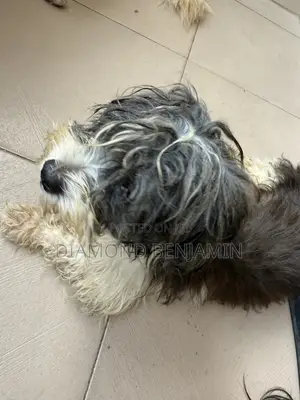 1+ year Male Purebred Lhasa Apso