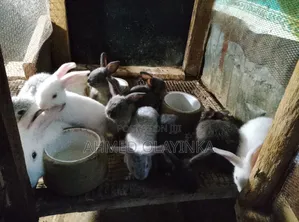 Rabbit Werner's