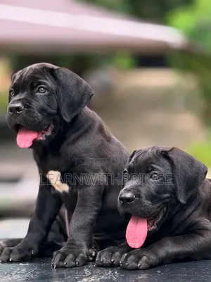 1-3 months Female Purebred Cane Corso