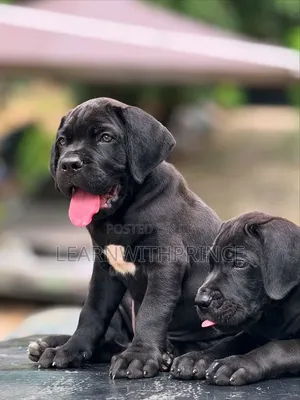 1-3 months Female Purebred Cane Corso