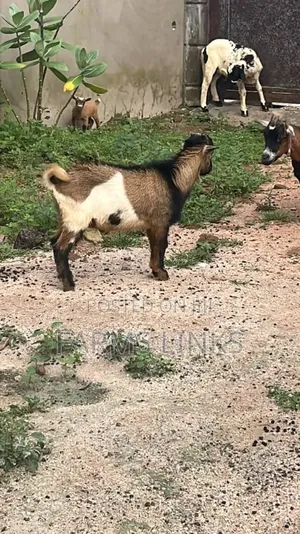 Healthy Male Goat