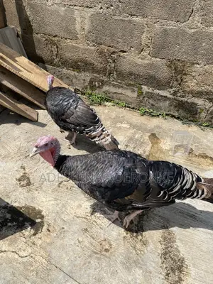Turkey for Sell