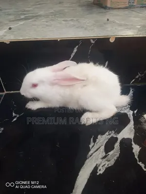 Rabbit For Sale, Good Quality Breed