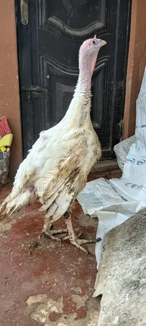 Turkey for Sale