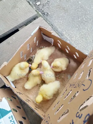 Day Old Duck