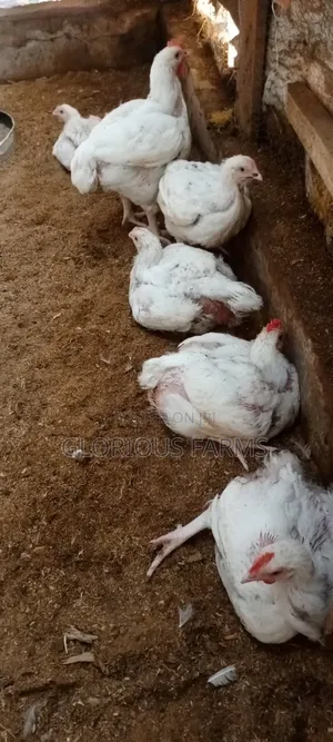 6 Weeks Broiler Chicken Available for Sale