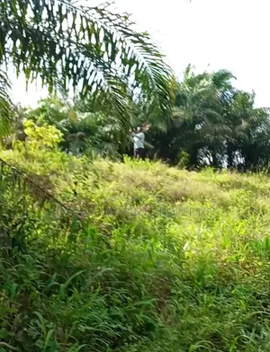 Acres of Farm Land for Sale at Ekwere Village Agbarho