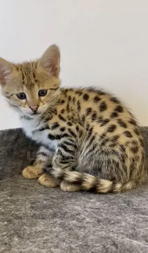 1-3 months Male Purebred Savannah