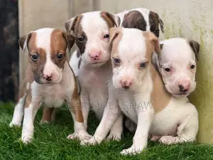 3-6 months Male Purebred American Pit Bull Terrier