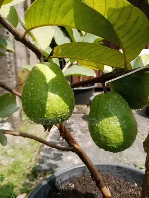 Hybrid Guava Seedlings Available