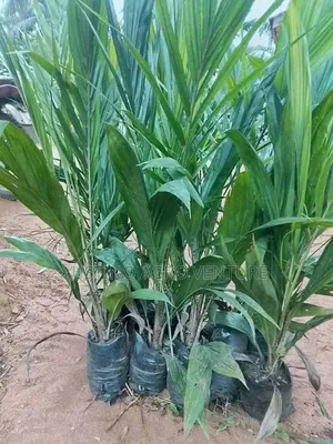 Hybrid Tenera Oil Palm Seedlings