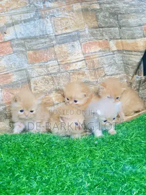 0-1 month Female Purebred Persian