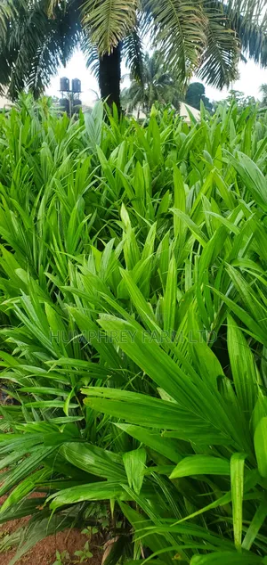 Malaysia Supergene Oil Palm Seedlings for Sale at Affordable Prices