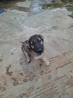 3-6 months Male Purebred German Shepherd