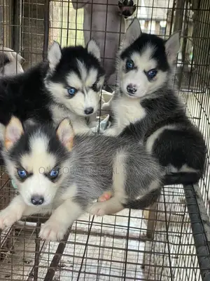1-3 months Male Purebred Siberian Husky