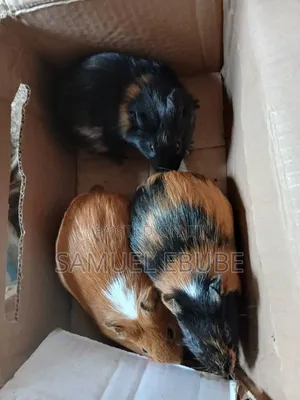 Guinea Pigs Available for Sale