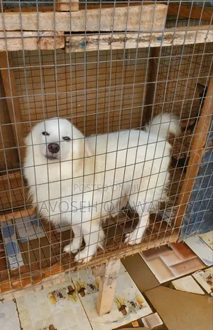 1+ year Male Purebred American Eskimo