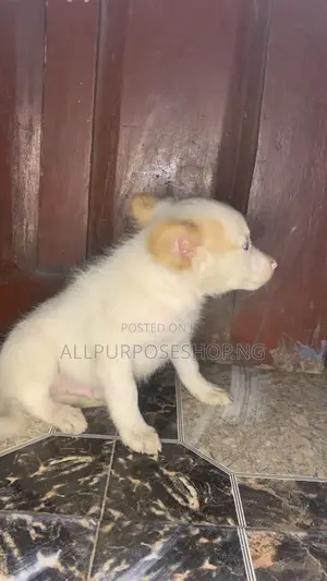 1-3 months Male Purebred Dog