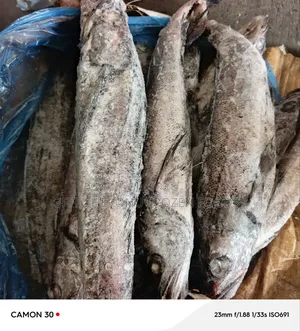 Panla Fish in Cartons