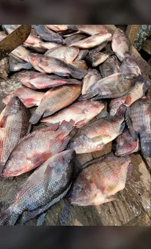 Crackers Fish