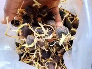 Malaysia Supergen Sprouted Seeds