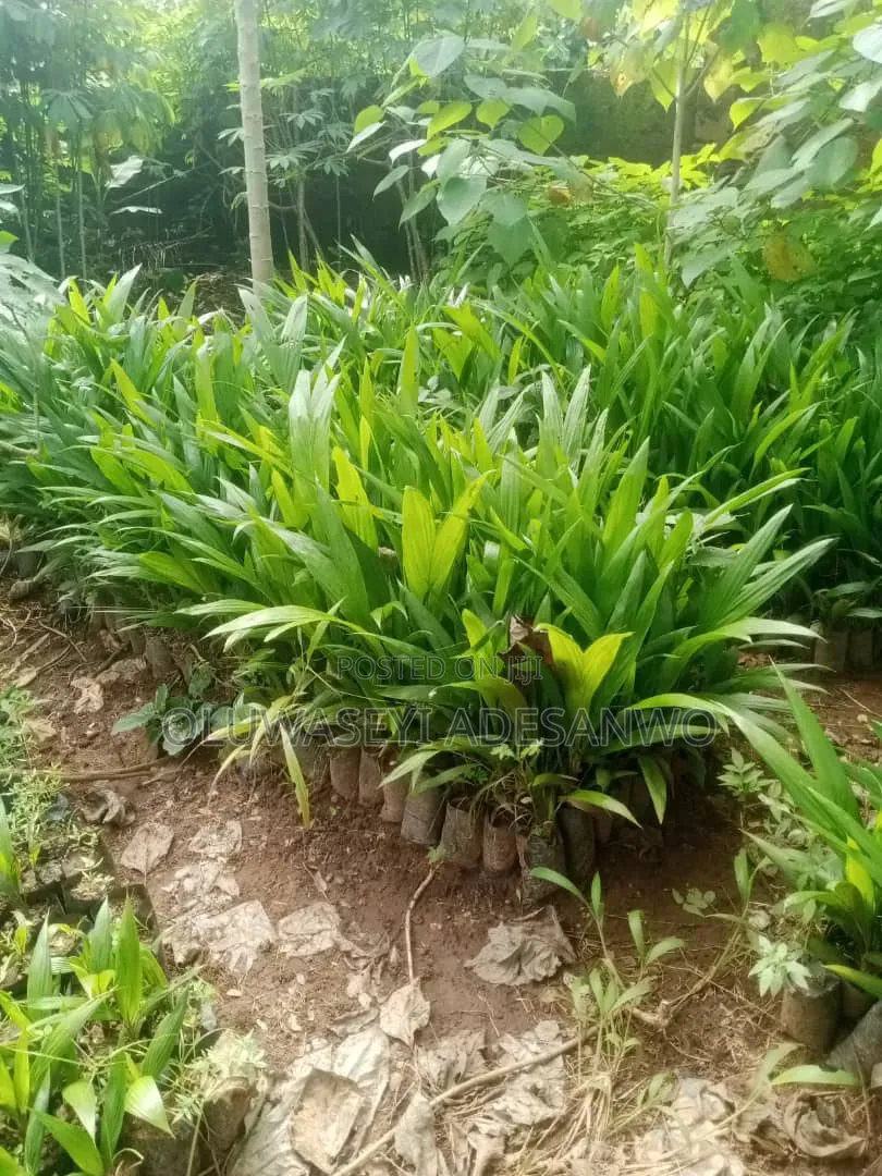 Oil Palm Seedlings