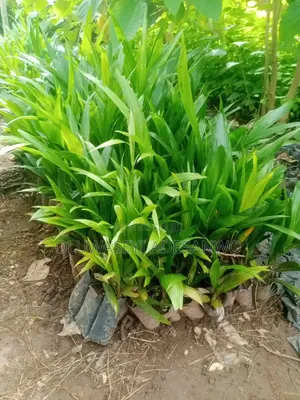 Oil Palm Seedlings