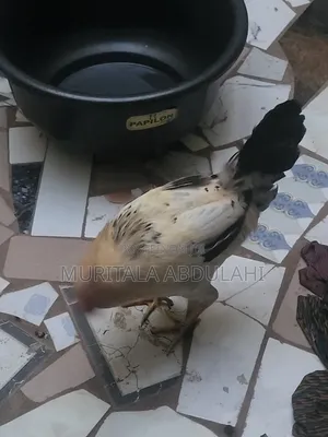 Local Chicken