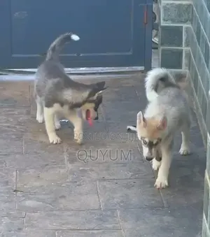 1-3 months Female Purebred Siberian Husky