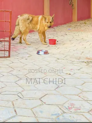 1+ year Male Mixed Breed German Shepherd