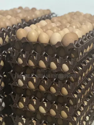 Crates of Eggs for Sell