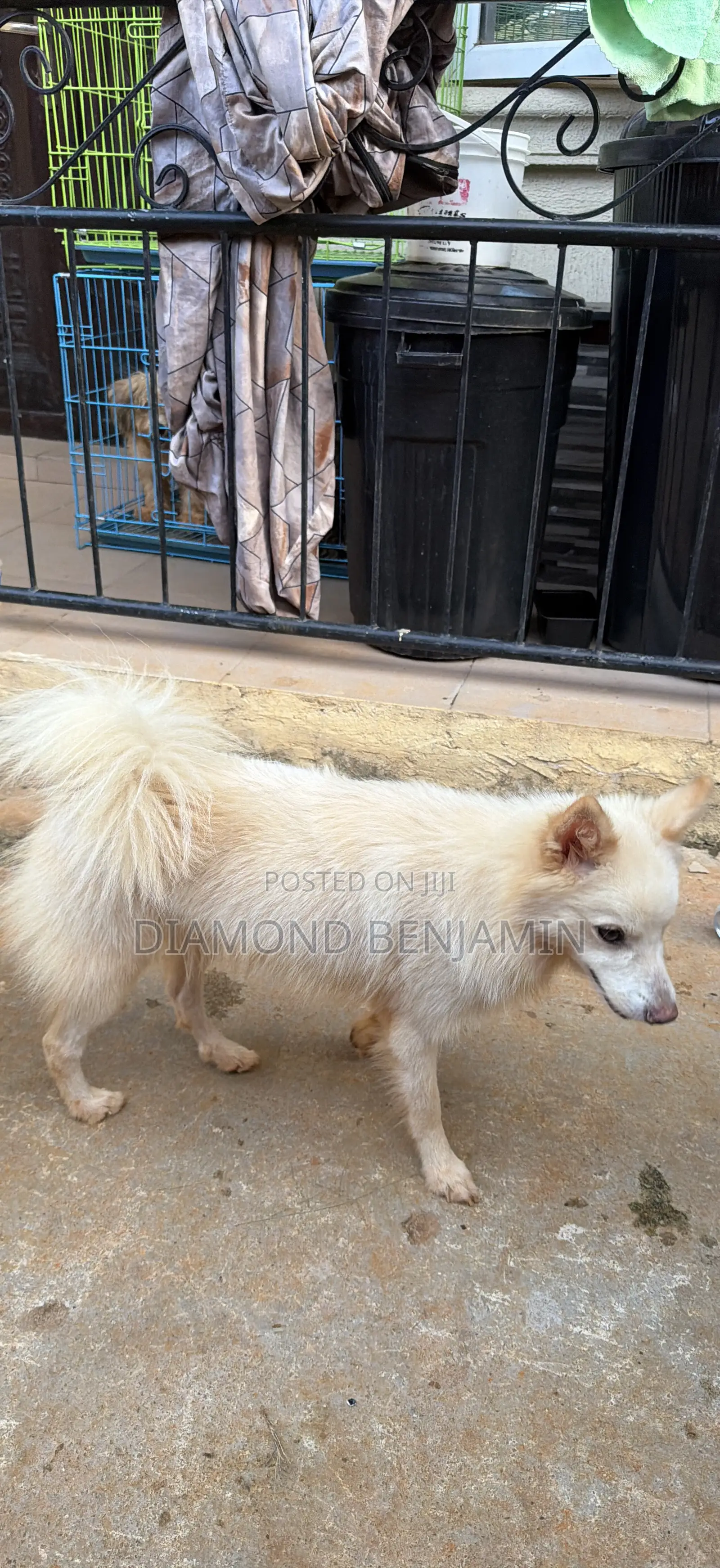 American Eskimo