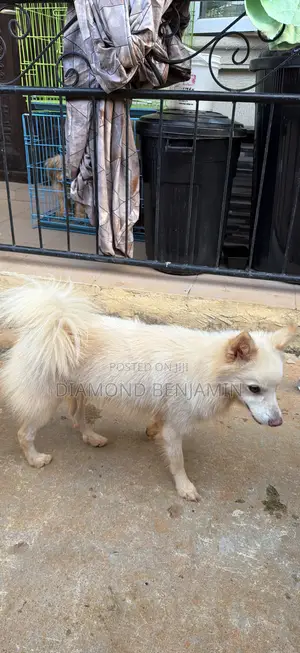 American Eskimo