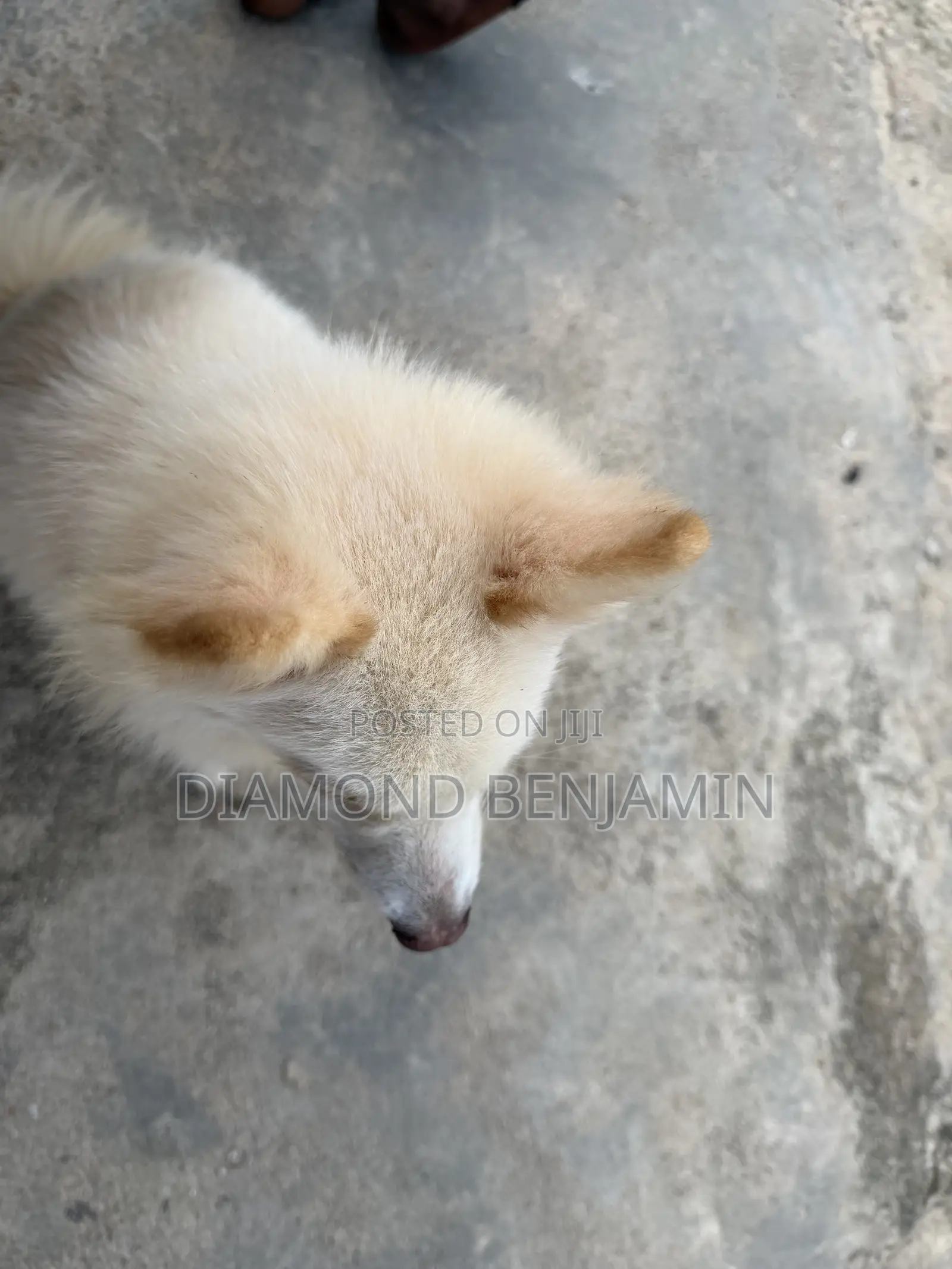 American Eskimo