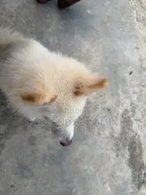 American Eskimo