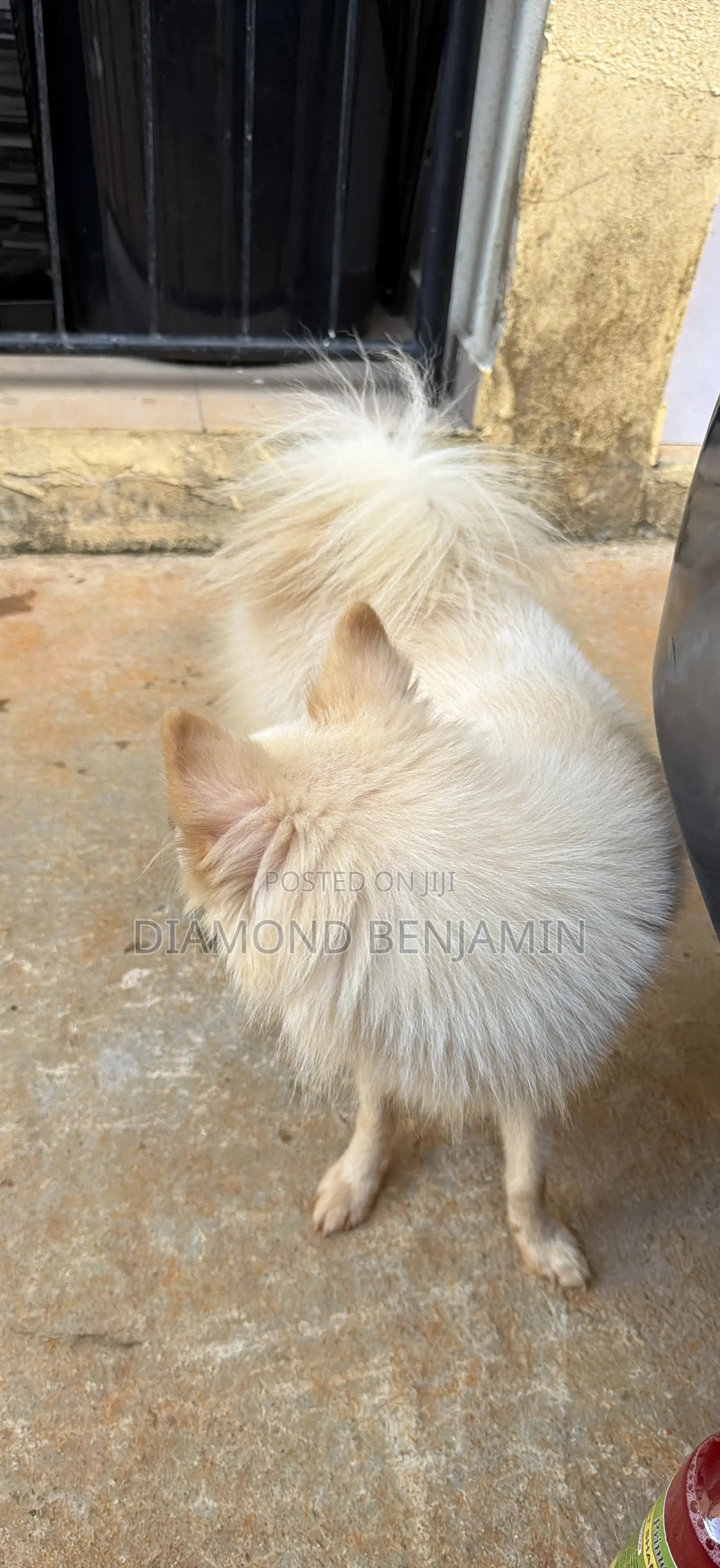 American Eskimo