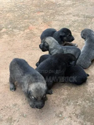 1-3 months Male Purebred German Shepherd