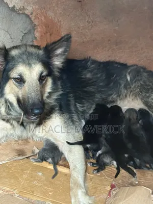 1-3 months Male Purebred German Shepherd