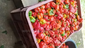 Habanero Pepper