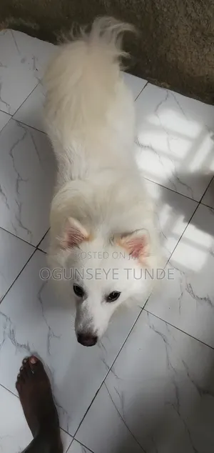 1+ year Male Purebred American Eskimo