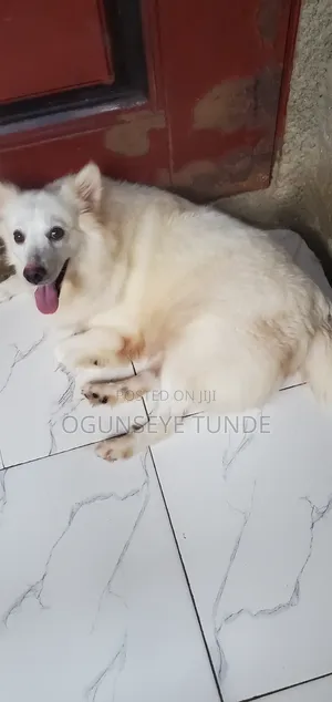 1+ year Female Purebred American Eskimo