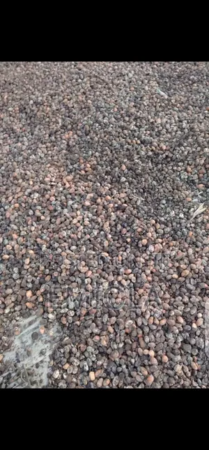 Shea Nut Seed