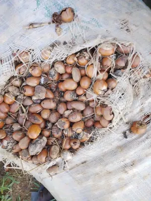 Shea Nut Seed
