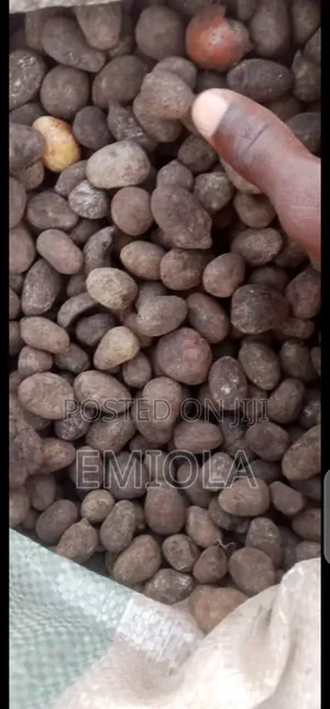 Shea Nut Seed
