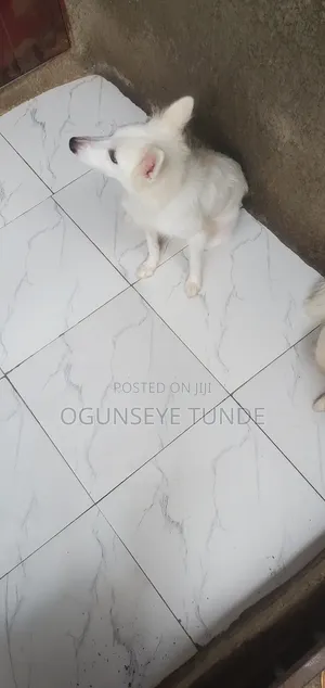 1+ year Female Purebred American Eskimo