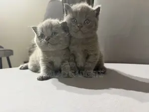 1-3 months Female Purebred British Shorthair