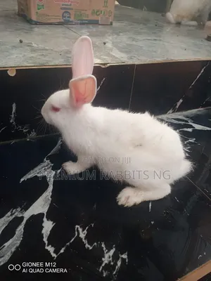 Rabbit for Sale