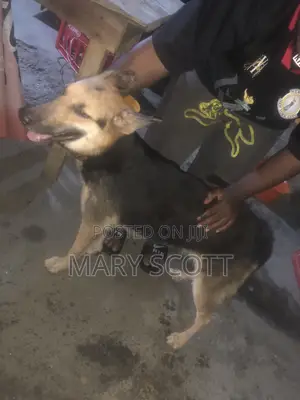 6-12 months Female Purebred German Shepherd